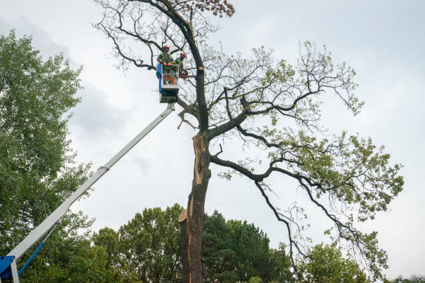 The Steps Involved in Our Tree Care Process in Mount Vernon, WA